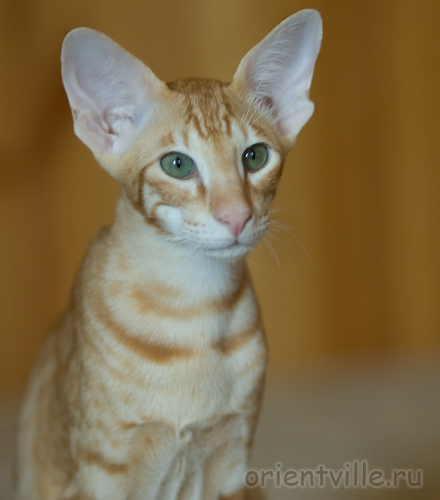 Хвостик. 5 месяцев