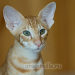 Хвостик. 5 месяцев