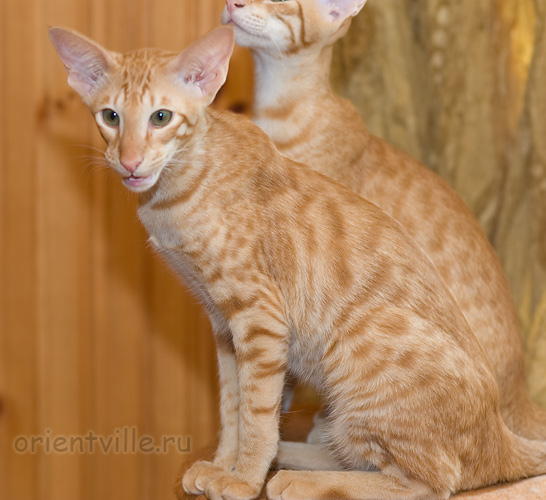 Гунька. 5 месяцев