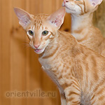 Гунька. 5 месяцев