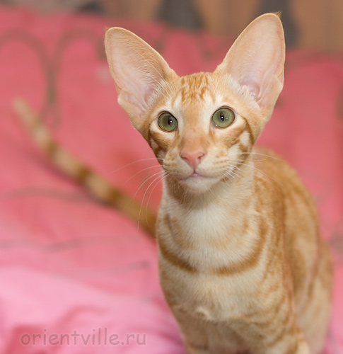 Гунька. 5 месяцев