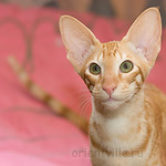 Гунька. 5 месяцев