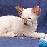 Orientville's Asterix