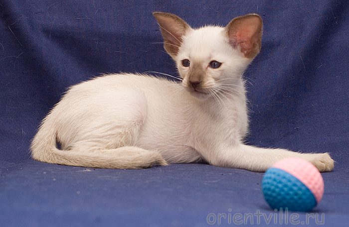 Orientville's Asterix