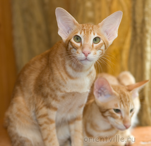 Гай. 5 месяцев