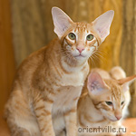 Гай. 5 месяцев