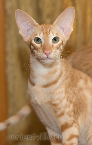 Гунька. 5 месяцев