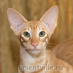 Гунька. 5 месяцев