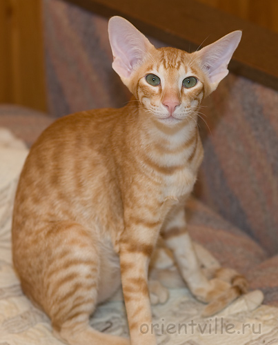 Хвостик. 5 месяцев