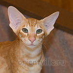 Хвостик. 5 месяцев