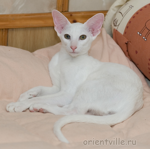 Гусь. 5 месяцев