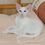 Гусь. 5 месяцев