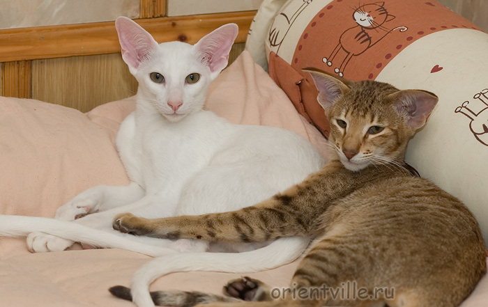 Гусь и Фиона