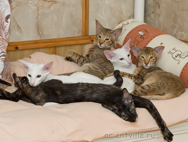 Гусь, Фиона, Флер, Галя, Гвен