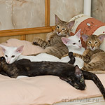 Гусь, Фиона, Флер, Галя, Гвен