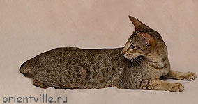 Zima Sueno de Pantera. 9 month