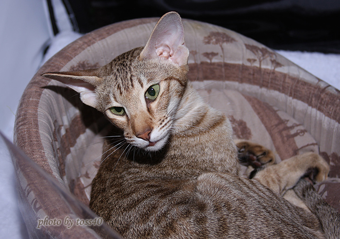 Zima готовится к экспертизе