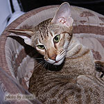 Zima готовится к экспертизе