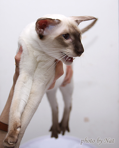 Астерикс готовится к экспертизе