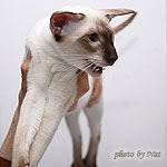 Астерикс готовится к экспертизе