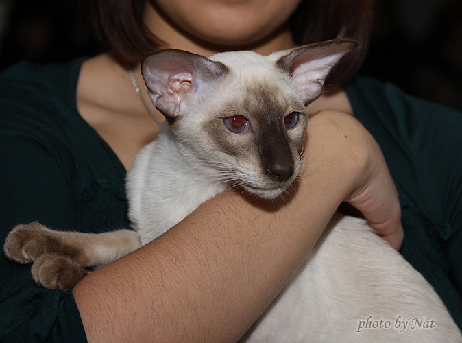 Asterix - мой сладкий ухоплан