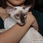 Asterix - мой сладкий ухоплан