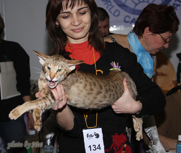 Показ на Бесте