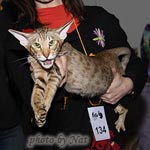 Zima. Felina Belissima. BOB 3