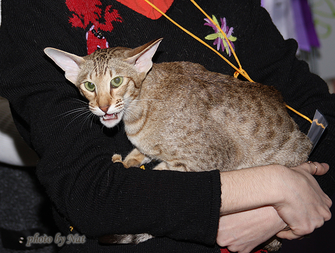 Зима на Бесте