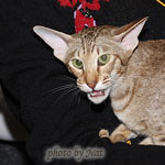 Зима на Бесте