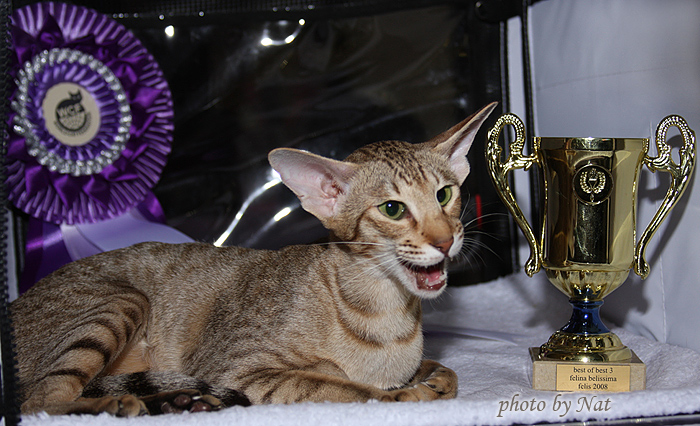 Zima. Felina Belissima. BOB 3