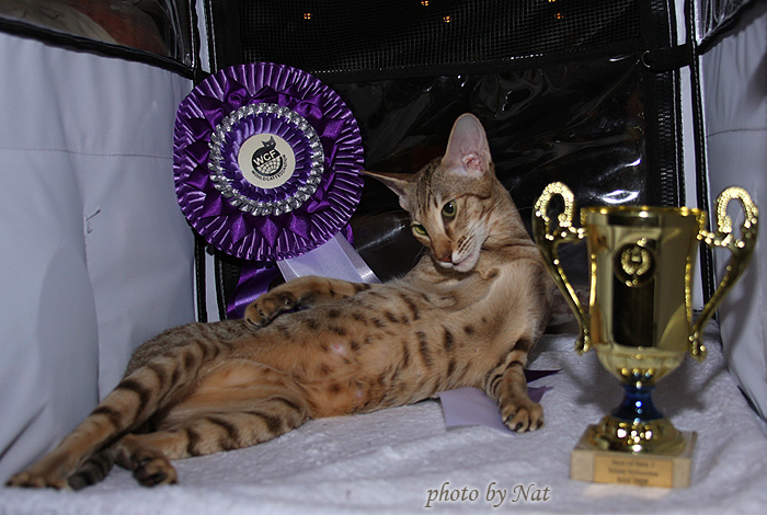 CH Zima Sueno de Pantera - BOB 3