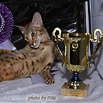 CH Zima Sueno de Pantera - BOB 3