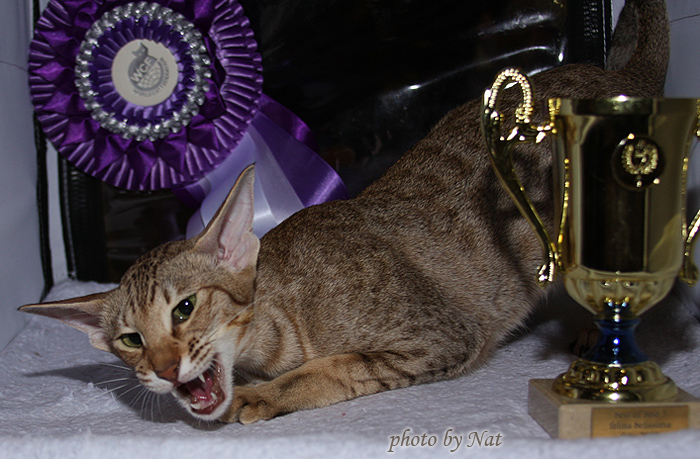 CH Zima Sueno de Pantera - BOB 3