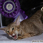 CH Zima Sueno de Pantera - BOB 3