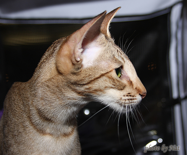 Zima Sueno de Pantera