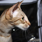 Zima Sueno de Pantera