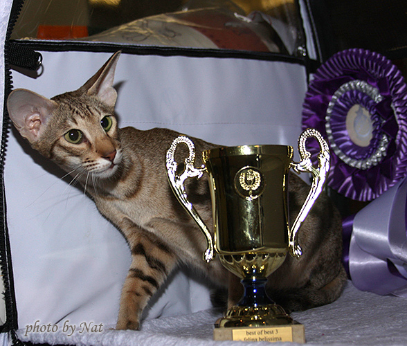 CH Zima Sueno de Pantera - BOB 3