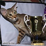 CH Zima Sueno de Pantera - BOB 3