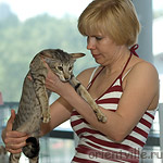 Artemida Baty Hilton-Cats