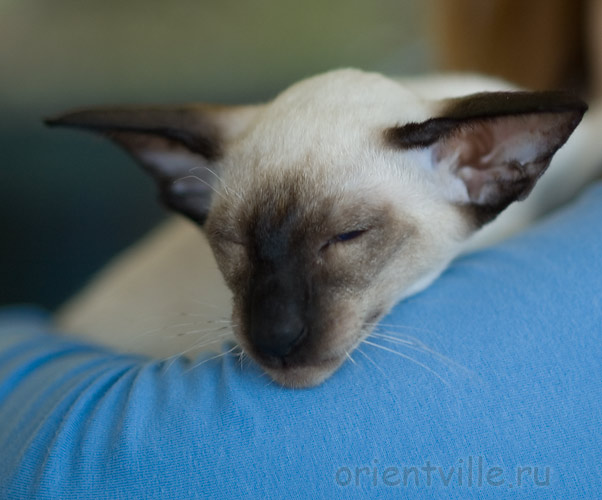 RU*Imperio Alf Justin Timberlake