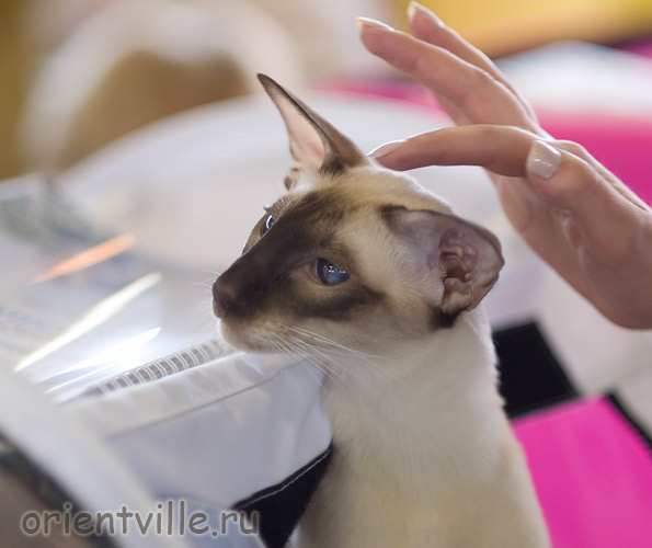 Orientville's Asterix. 2 years