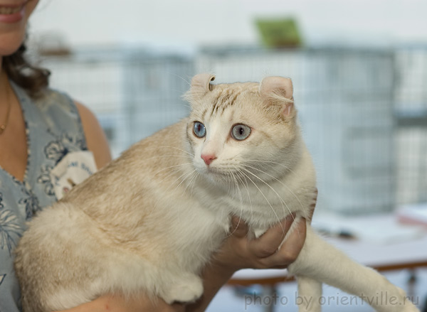 Американский кёрл