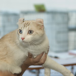 Американский кёрл