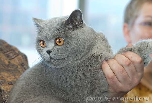 британская короткошерстная