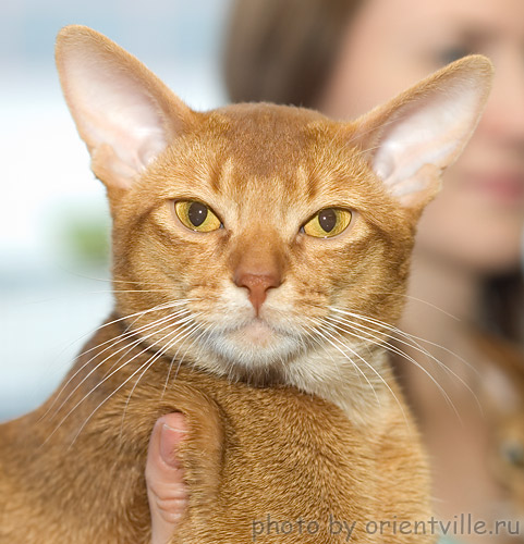 Абиссинская