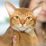 Абиссинская