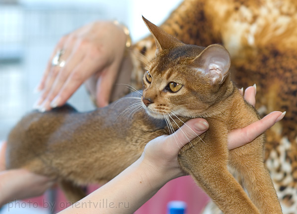 Абиссинская