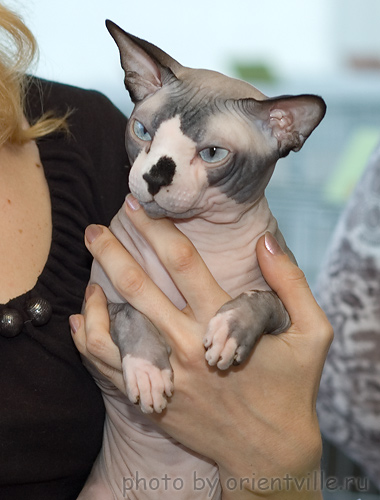 Канадский сфинкс