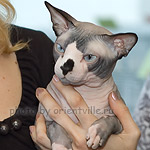 Канадский сфинкс